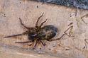 Amaurobius_similis_D2935_Z_90_Veenendaal_Nederland