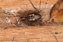 Amaurobius_similis_D6999_Z_88_Waterleidingduinen_Nederland