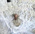 Calllobius_claustrarius_D2790_O_81_Antwerpen_Belgie