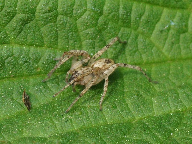 Anyphaena_accentuata_D7559_Z_88_-_Australie.jpg