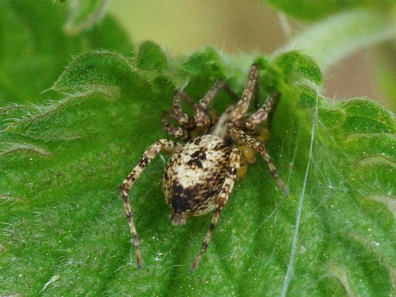 Anyphaena_accentuata_D7560_Z_85_-_Nederland.jpg