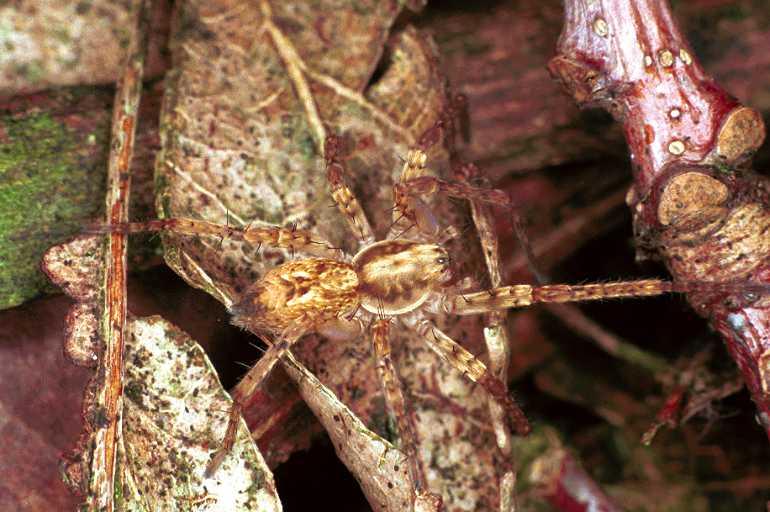 Anyphaena_accentuata_F0311_Z_90_Veenendaal_Nederland.jpg