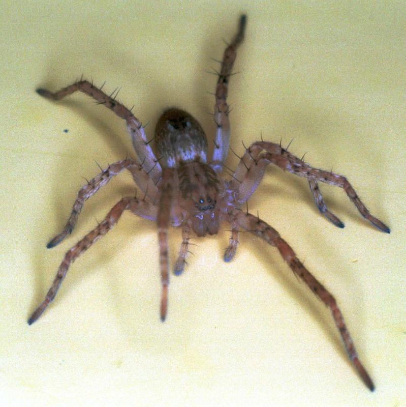 Anyphaena_accentuata_F0334_Z_75_Veenendaal_Nederland.jpg