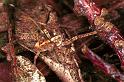 Anyphaena_accentuata_F0309_Z_75_Veenendaal_Nederland