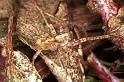 Anyphaena_accentuata_F0310_Z_85_Veenendaal_Nederland