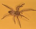 Anyphaena_accentuata_F0333_Z_82_Veenendaal_Nederland