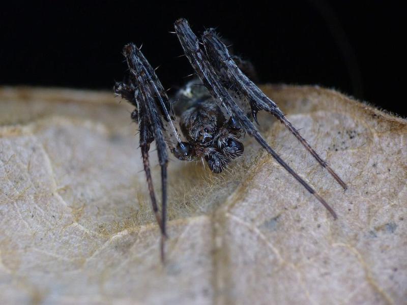 Novakiella_trituberculosa_D6477_Z_82_Brisbane_Australie.jpg