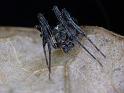 Novakiella_trituberculosa_D6477_Z_82_Brisbane_Australie