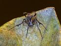 Novakiella_trituberculosa_D6539_Z_87_Brisbane_Australie