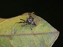 Novakiella_trituberculosa_D6540_Z_87_Brisbane_Australie