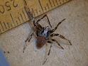 Novakiella_trituberculosa_D6581_Z_87_Brisbane_Australie