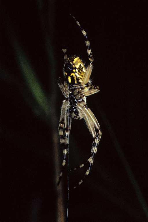 Aculepeira_ceropegia_P0156_Z_75_Sixt-Fer-a-Cheval_Frankrijk.jpg