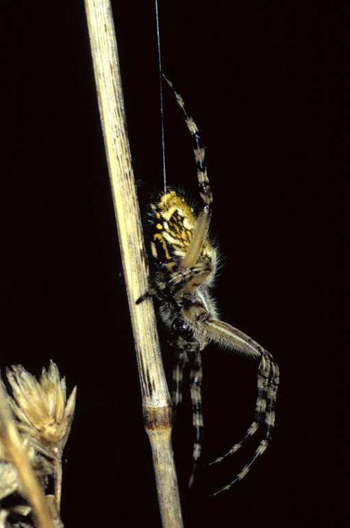 Aculepeira_ceropegia_P0158_Z_84_Sixt-Fer-a-Cheval_Frankrijk.jpg