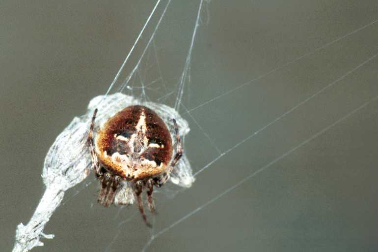 Agalenatea_redii_F1306_Z_79_Laprade_Frankrijk.jpg