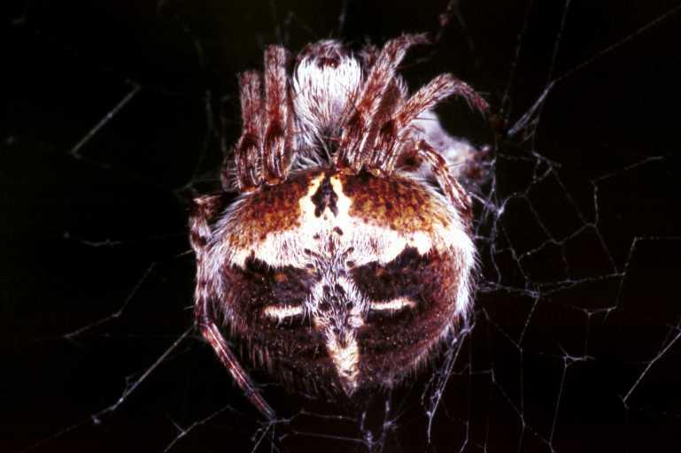 Agalenatea_redii_RF0765_Z_82_Guzargues_Frankrijk.jpg