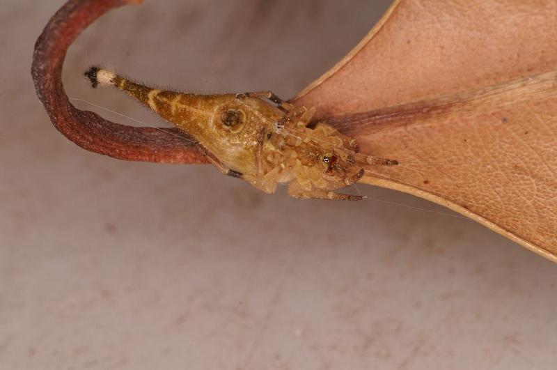 Arachnura_higginsi_D8020_Z_89_Brisbane_Australie.jpg
