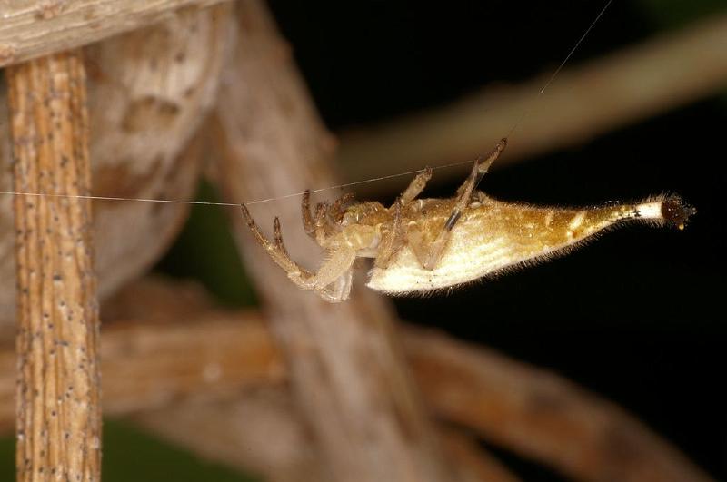 Arachnura_higginsi_D8022_Z_89_Brisbane_Australie.jpg