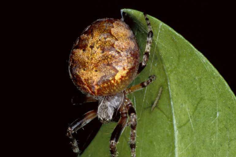 Araneus_ZZ081_P0679_O_90_-_Frankrijk.jpg