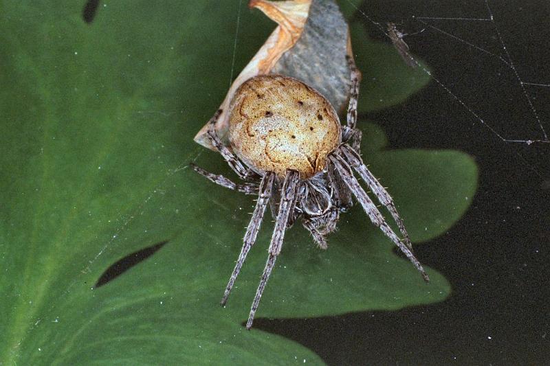 Araneus_ZZ113_F0173_Z_85_Badhoevedorp_Nederland.jpg