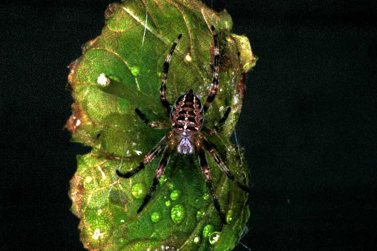Araneus_ZZ120_F0327_Z_75_Veenendaal_Nederland.jpg