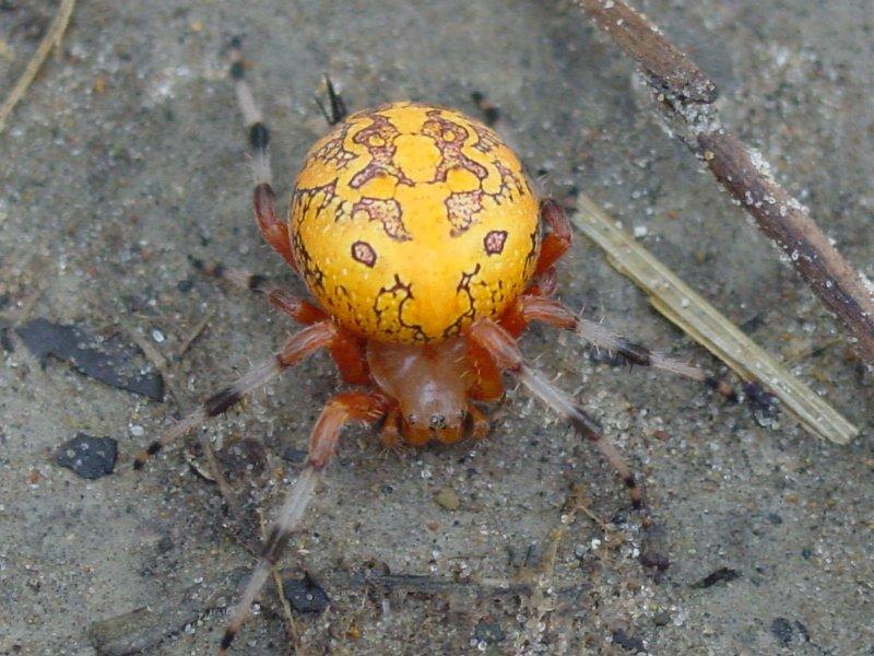Araneus_ZZ177_F1872_Z_90_-_USA.jpg