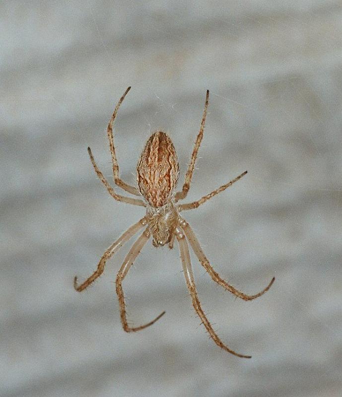Araneus_ZZ227_F2261_Z_80_Tioute_Marocco.jpg