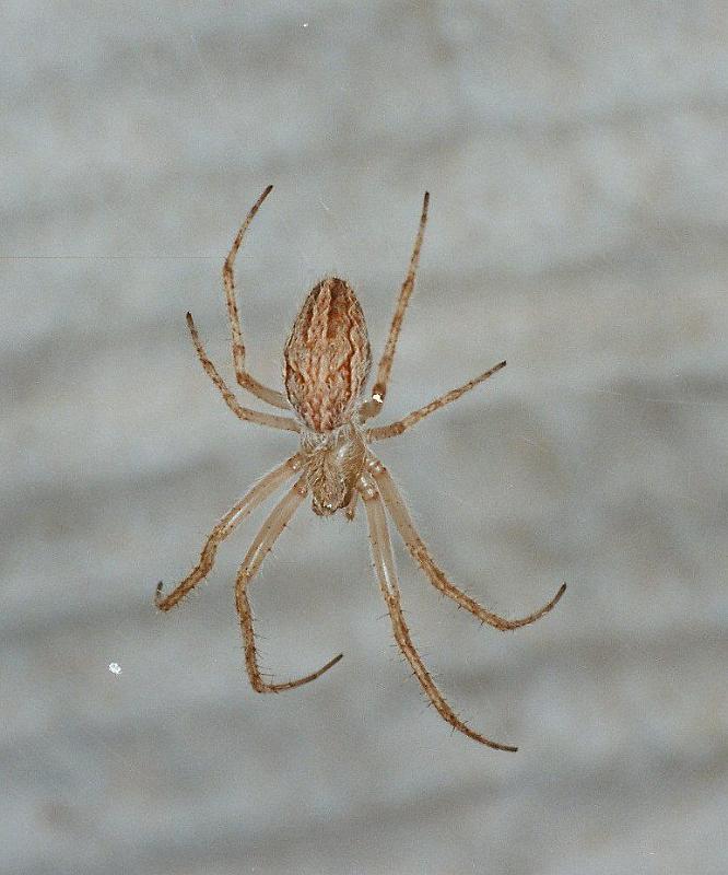 Araneus_ZZ227_F2262_Z_80_Tioute_Marocco.jpg