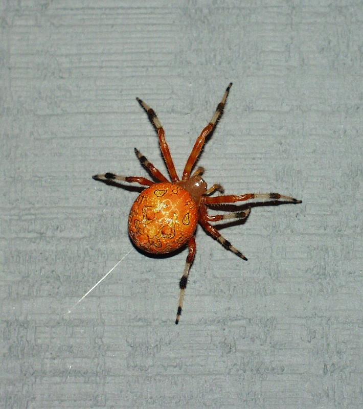 Araneus_ZZXYX_D2907_Z_75_-_USA.jpg