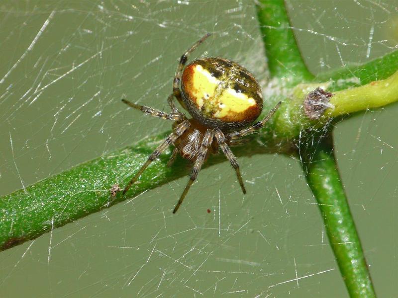Araneus_albotriangulus_D6484_Z_88_Brisbane_Australie.jpg