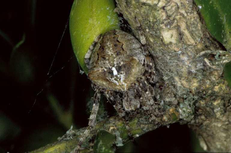 Araneus_angulatus_P0681_Z_90_-_Frankrijk.jpg