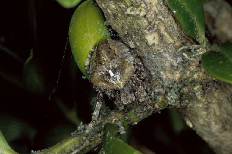 Araneus_angulatus_P0682_Z_90_-_Frankrijk.jpg