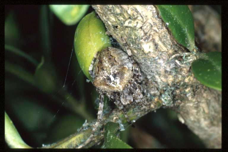 Araneus_angulatus_RP0348_O_78_-_Frankrijk.jpg