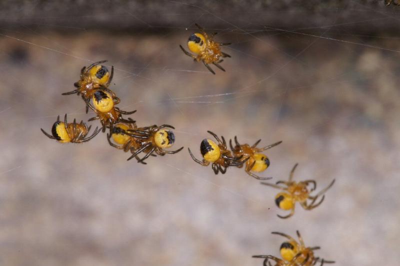 Araneus_diadematus_D2924_Z_87_Veenendaal_Nederland.jpg
