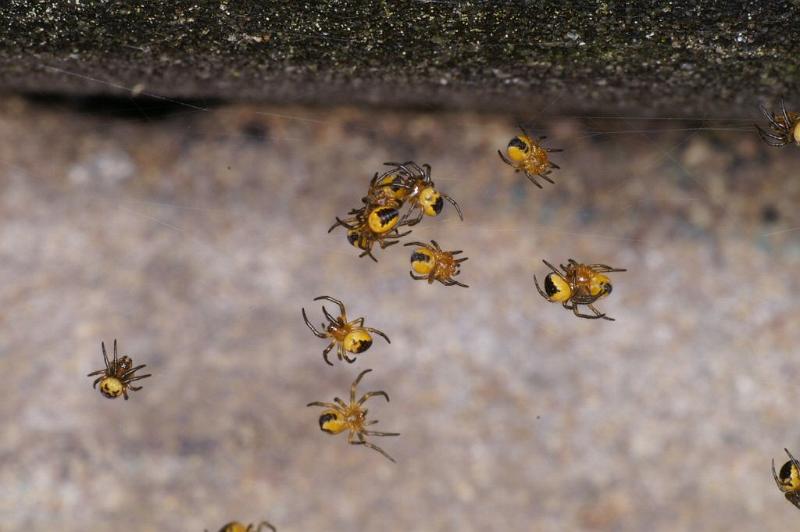 Araneus_diadematus_D2925_Z_88_Veenendaal_Nederland.jpg
