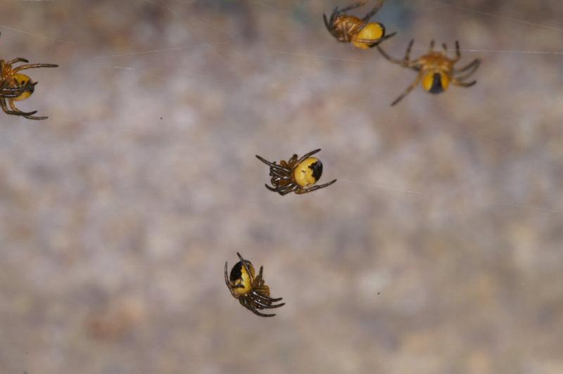 Araneus_diadematus_D2926_Z_87_Veenendaal_Nederland.jpg