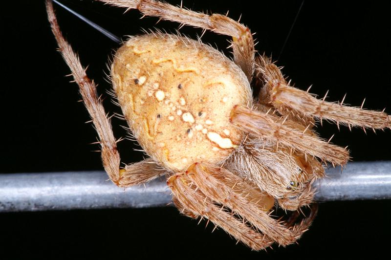 Araneus_diadematus_D4591_Z_88_Waterleidingduinen_Nederland.jpg