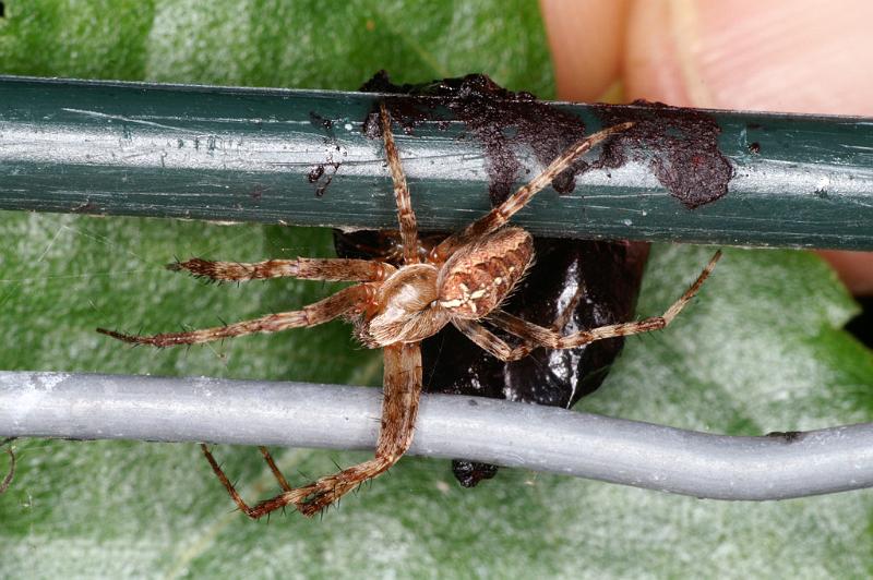 Araneus_diadematus_D4606_Z_90_Waterleidingduinen_Nederland.jpg