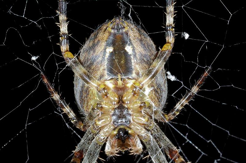 Araneus_diadematus_D7665_Z_88_Oeverlanden_Nederland.jpg
