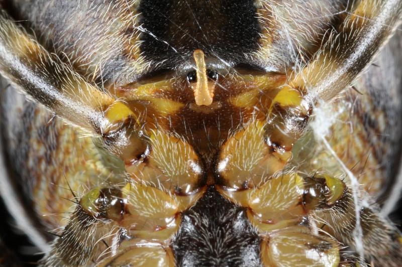 Araneus_diadematus_D7666_Z_88_Oeverlanden_Nederland.jpg