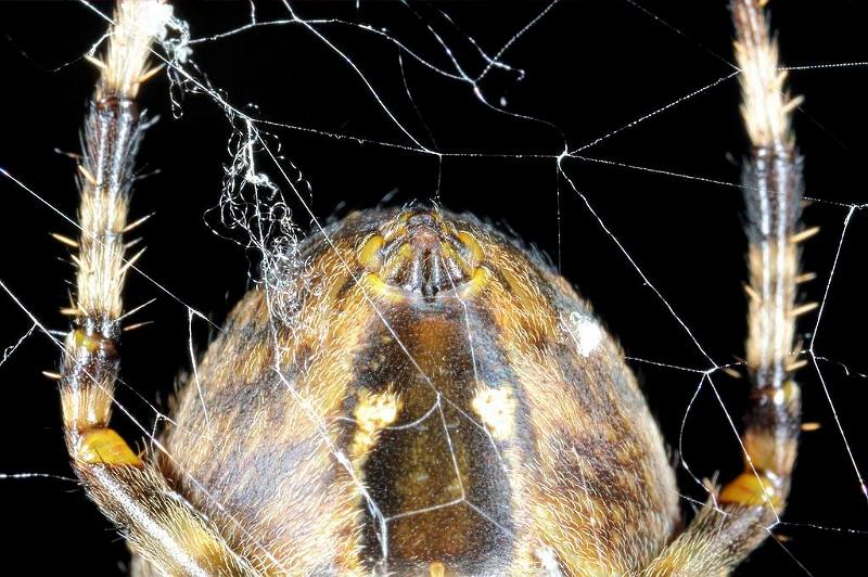 Araneus_diadematus_D7668_Z_84_Oeverlanden_Nederland.jpg