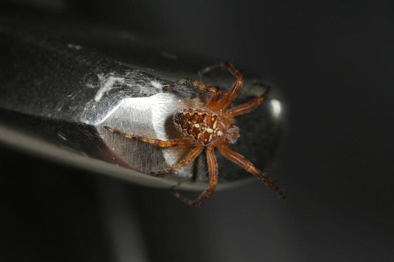 Araneus_diadematus_D8251_Z_88_Ooij_Nederland.jpg