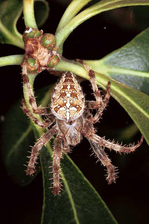 Araneus_diadematus_F0209_Z_90_Badhoevedorp_Nederland.jpg
