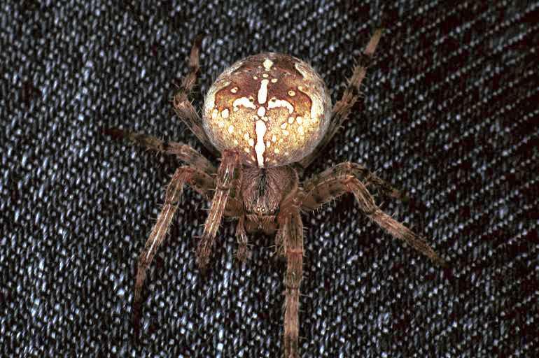 Araneus_diadematus_F0254_Z_85_Utrecht_Nederland.jpg