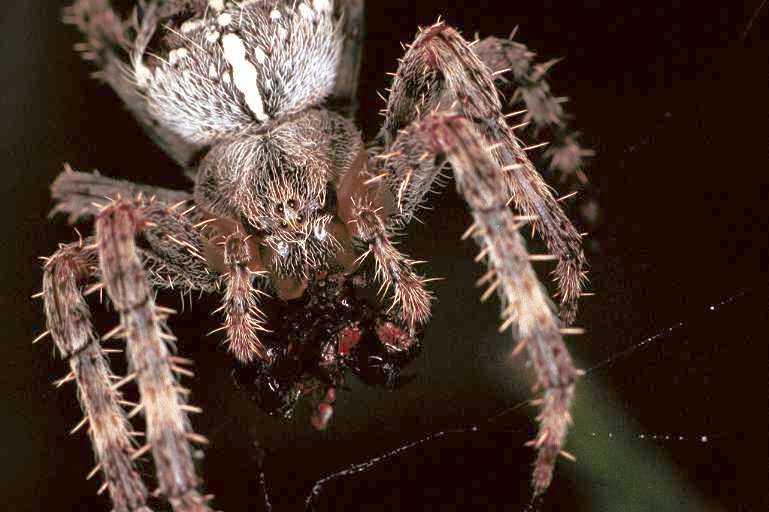 Araneus_diadematus_F0256_Z_90_Utrecht_Nederland.jpg