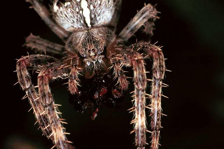 Araneus_diadematus_F0257_Z_90_Utrecht_Nederland.jpg