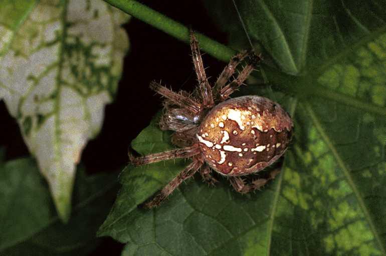 Araneus_diadematus_F0259_Z_87_Bennebroek_Nederland.jpg
