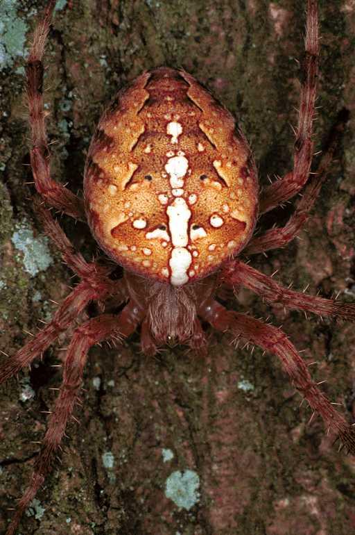 Araneus_diadematus_F0313_Z_90_Veenendaal_Nederland.jpg
