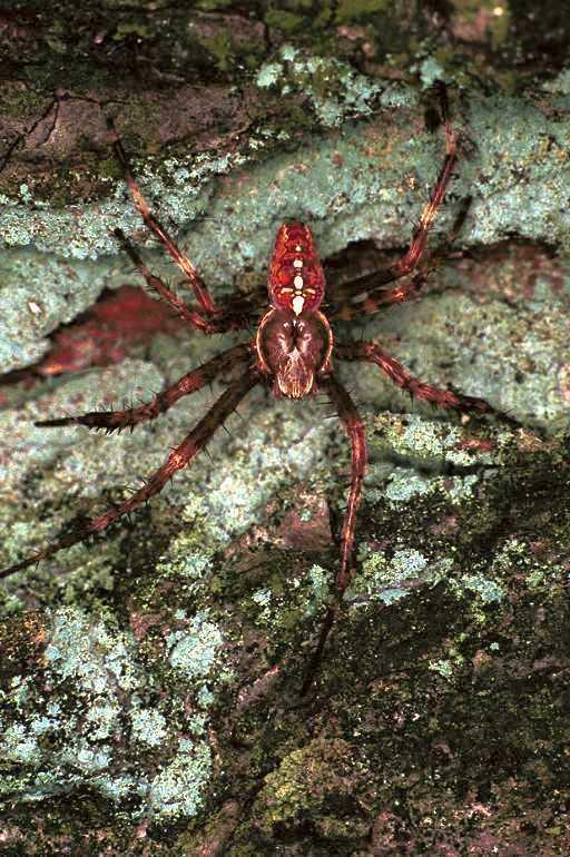 Araneus_diadematus_F0314_Z_90_Veenendaal_Nederland.jpg