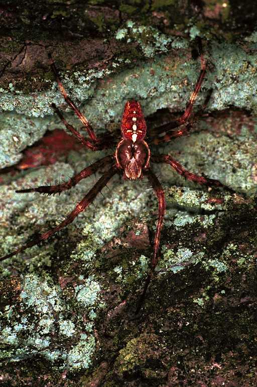 Araneus_diadematus_F0315_Z_90_Veenendaal_Nederland.jpg