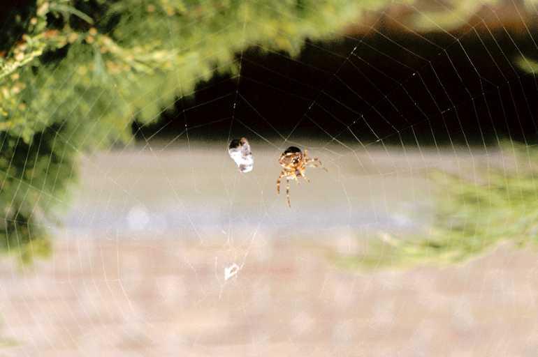 Araneus_diadematus_P0047_Z_85_Veenendaal_Nederland.jpg